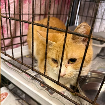 写真】多頭飼育に飼育放棄、高齢の飼い主の死去で80匹を超える猫が犬の