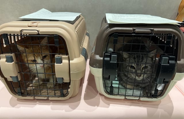 写真】多頭飼育に飼育放棄、高齢の飼い主の死去で80匹を超える猫が犬の