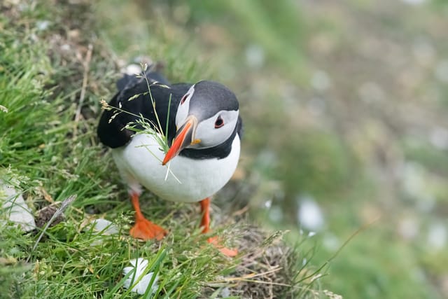 写真】まるで「ピングー」みたいな色合い…癒しの鳥・パフィンの「困り