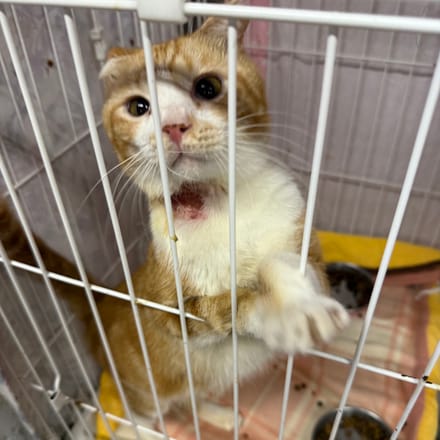 写真】多頭飼育に飼育放棄、高齢の飼い主の死去で80匹を超える猫が犬の