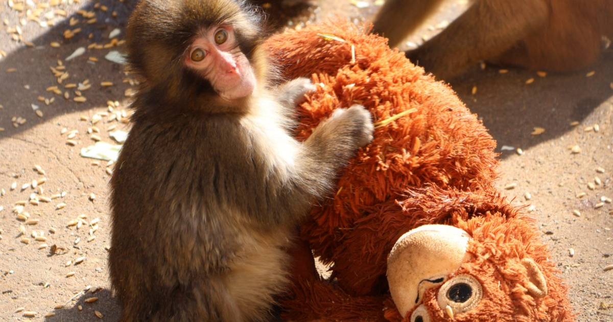 専門家が警告】ぬいぐるみを抱く子猿「パンチくん」爆発的ブームの裏側