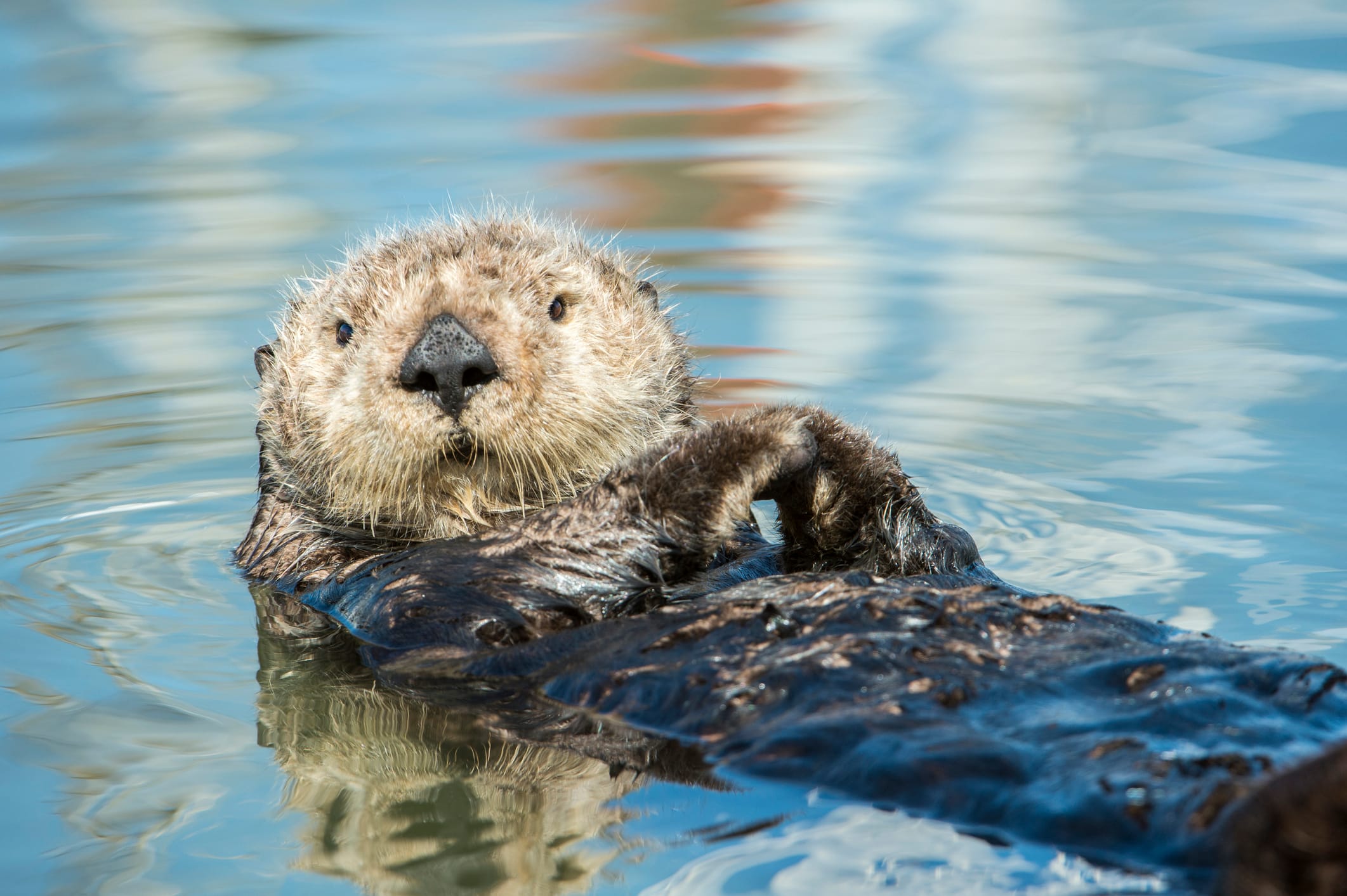 ラッコが消えれば海が死ぬ――たった一種の絶滅が招く生態系の崩壊（山田