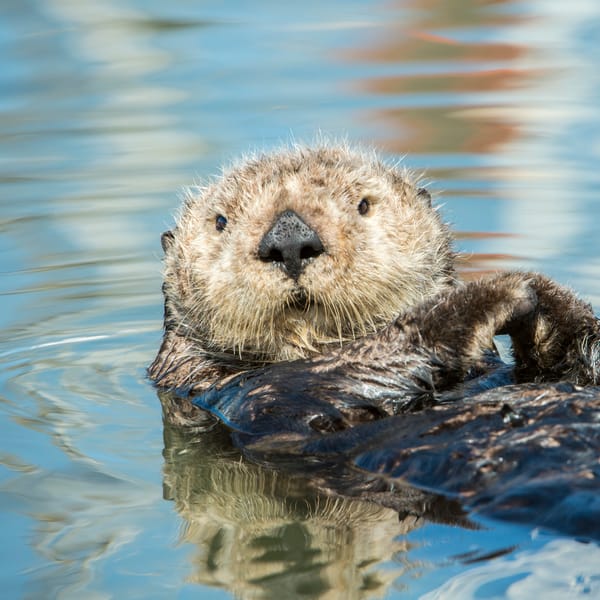 ラッコが消えれば海が死ぬ――たった一種の絶滅が招く生態系の崩壊（山田