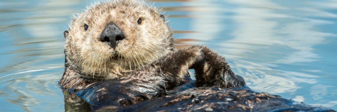 ラッコが消えれば海が死ぬ――たった一種の絶滅が招く生態系の崩壊（山田