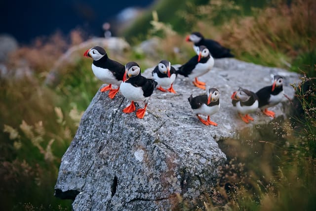 写真】まるで「ピングー」みたいな色合い…癒しの鳥・パフィンの「困り