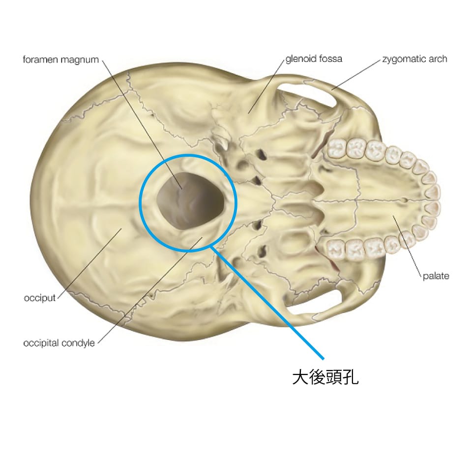 大 後頭 孔