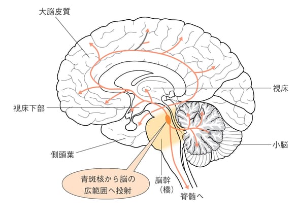 写真】健康や人間らしさに影響する「神経修飾物質」――認知低下や運動