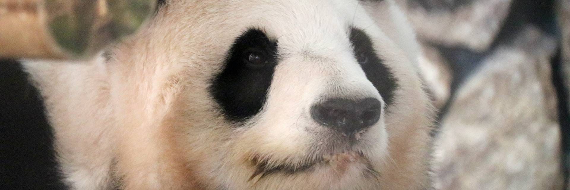 和歌山アドベンチャーワールドのパンダ4頭が中国へ…約3000人が参列した