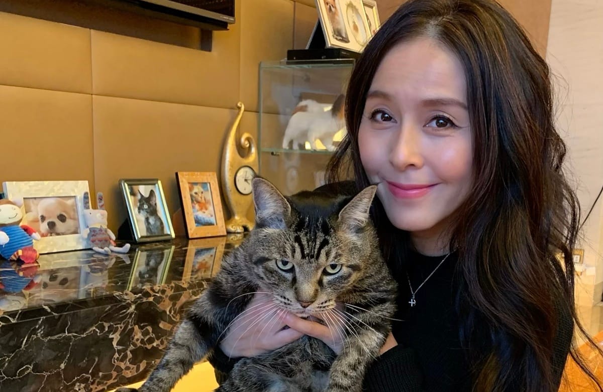 杉本 彩 猫