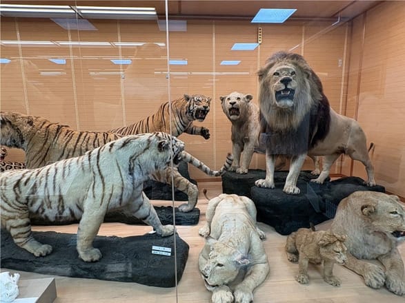 写真】岸和田に、なぜ貴重な動物の剥製が…？ワンダーランド「剥製の館