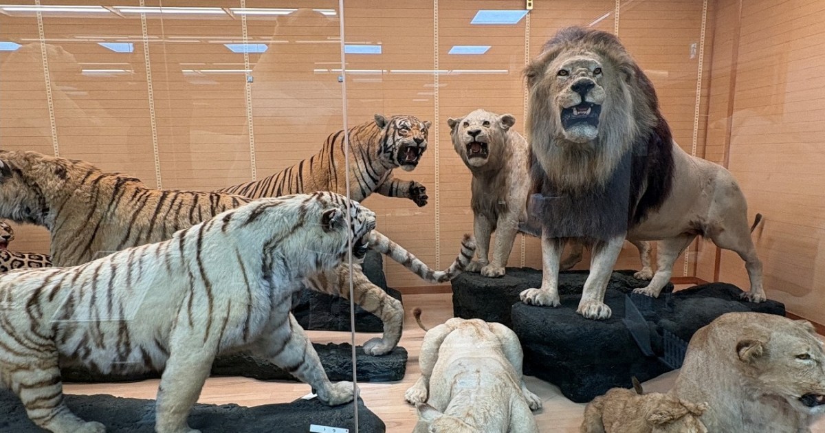 岸和田に、なぜ貴重な動物の剥製が…？ワンダーランド「剥製の館」を
