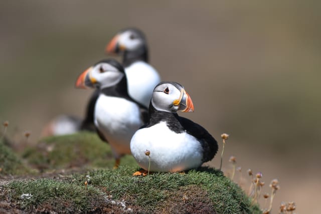 写真】まるで「ピングー」みたいな色合い…癒しの鳥・パフィンの「困り