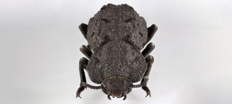 車に踏まれても潰れないすごい虫、「アイアンクラッドビートル」の