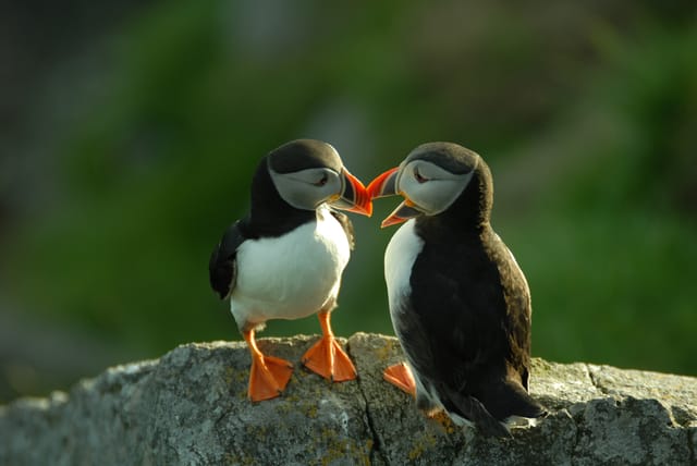 写真】まるで「ピングー」みたいな色合い…癒しの鳥・パフィンの「困り